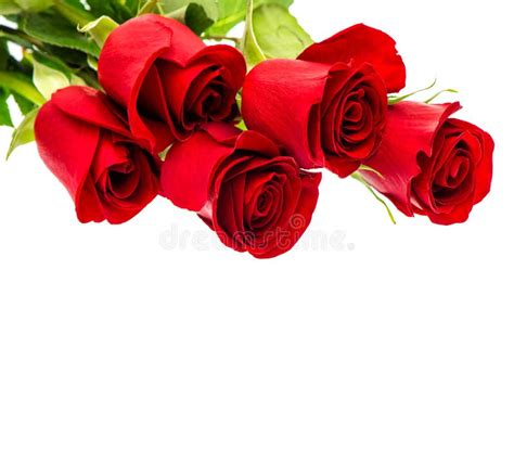 Rosas Vermelhas Isoladas No Fundo Branco Flores Frescas Do Ramalhete