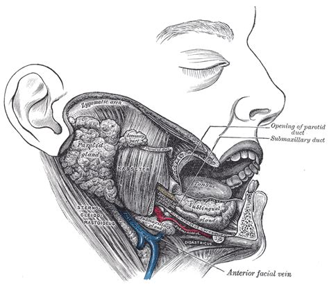 Submandibular Duct Wikipedia