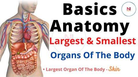 basic anatomy largest and smallest organs of the body structure of the body youtube