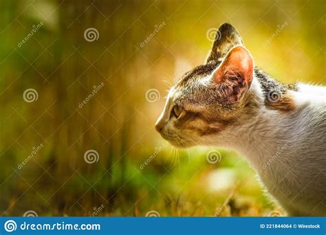 Closeup Side View Of A Cute Cat Face Stock Photo Image Of Side Small