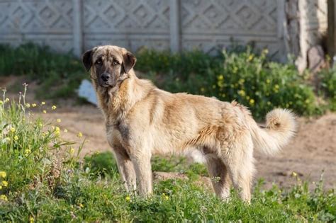 Purebred Anatolian Shepherd Puppies For Sale Ph