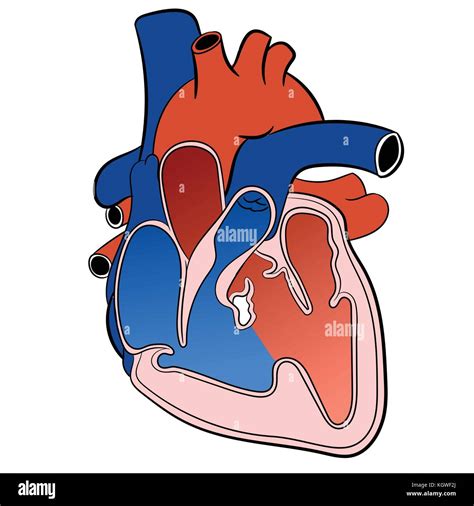 Ilustración Del Sistema Circulatorio Corazón Aislado Sobre Fondo Blanco