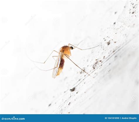 Mosquito On The White Wall Macro Stock Photo Image Of Gnat Carrier