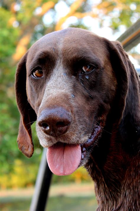 German Shorthaired Pointer Breed Information Center A Gsp Dog Guide
