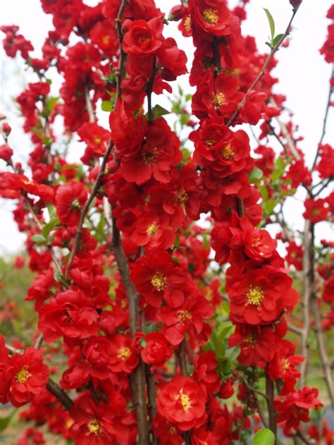 Chaenomeles Scarlet Storm Quincunx