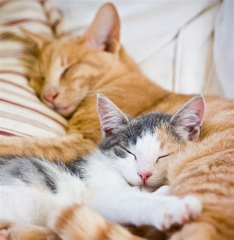 10 Cute Sleeping Cats Cute Animal Names