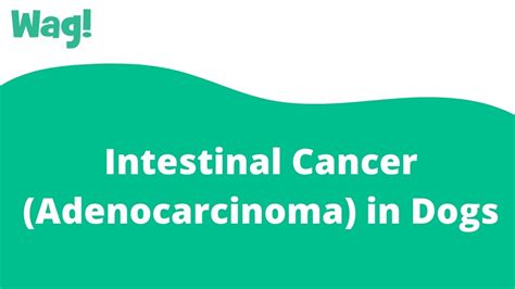 Intestinal Cancer Adenocarcinoma In Dogs Wag Youtube