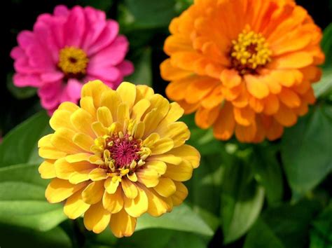 Dahlia Vs Zinnia The Key Differences To Know The Practical Planter