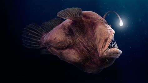 Angler Fish Animal Hype