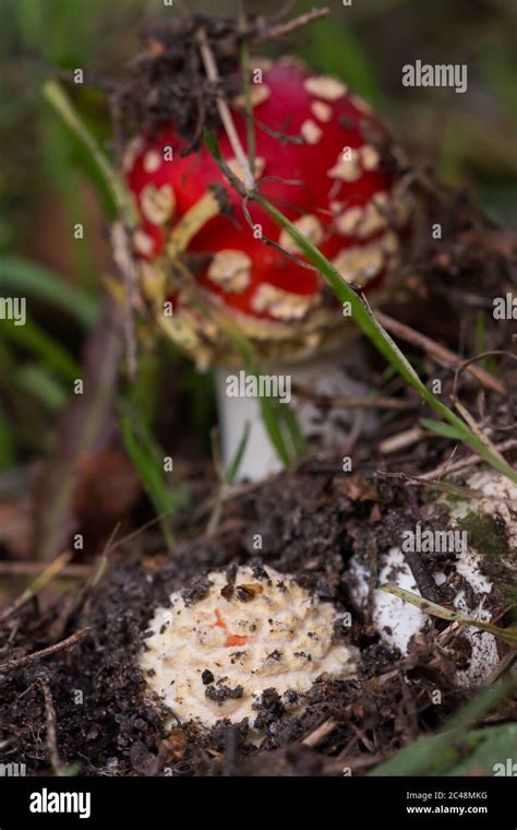 New Fly Agaric Amanita Muscaria Emerging In Front Of An Already Grown