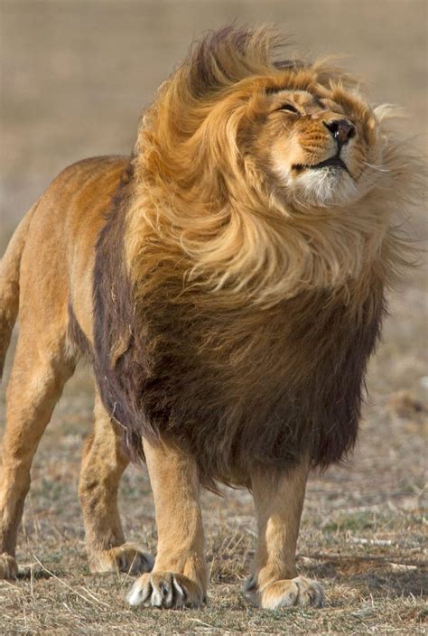 A Lion Shaking Out His Mane The Wild Animal Sanctuary Animals