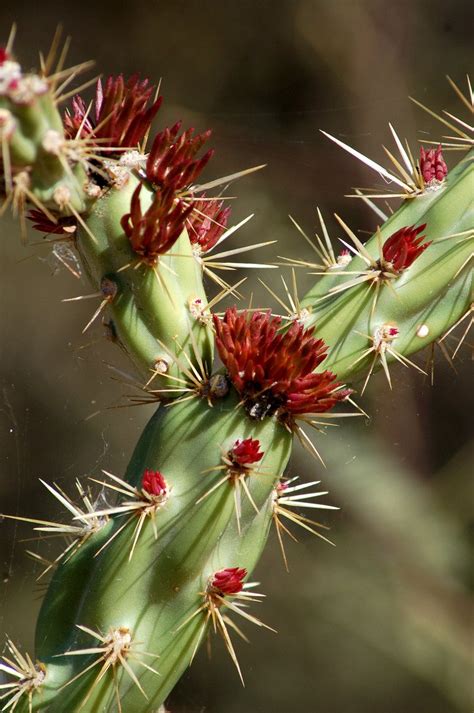 Arizona Cactus 2 Free Photo Download Freeimages