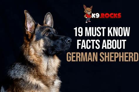 19 Must Know Facts About German Shepherd K9 Rocks
