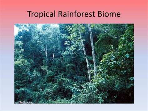 Ppt Savanna And Tropical Rainforest Biomes Powerpoint Presentation