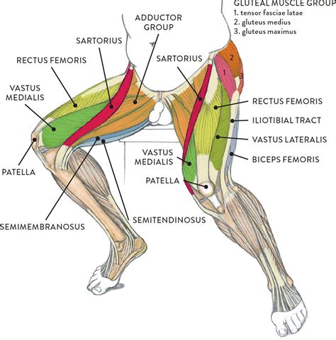 Awasome Thigh Ligaments Diagram References Bigmantova