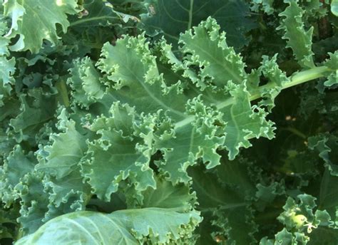 Very happy | meaning, pronunciation, translations and examples. Lark's Tongue Kale, 1 g : Southern Exposure Seed Exchange ...