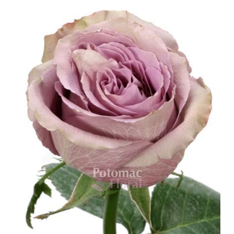 Rose Grey Knight Lavender 50 To 60cm Potomac Floral Wholesale