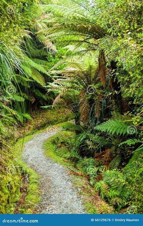 Rain Forest Walk In New Zealand Stock Photo Image Of Footpath