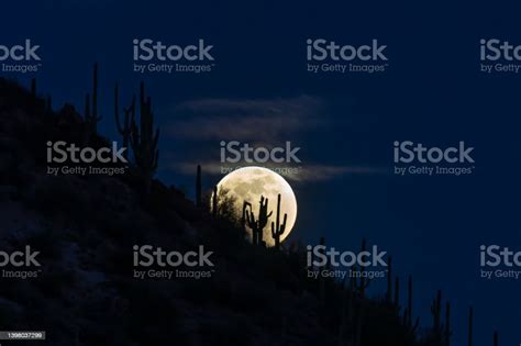 Full Moon Rising Saguaro Cactus Silhouette On Moon Wispy Clouds Dark