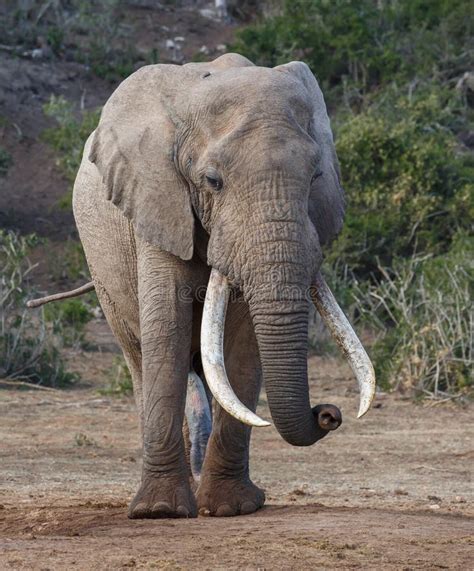 Elephant With Long Tusks Stock Image Image Of Outside 3936461