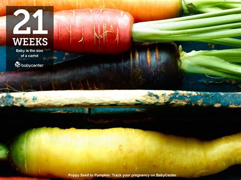 Jan 22, 2021 · at 12 weeks, the fetus is about the size of a passion fruit, measuring close to 2.5 inches, crown to rump, and weighing approximately 0.5 ounce. Pin on Poppy Seed to Pumpkin