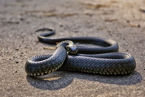 Sehinggakan ada sesetengah penganut hindu di india menganggap ular sebagai binatang suci dan menyambut sambutan tahunan festival ular yang. Jenis Ular Paling Berbisa Yang Ada Di Indonesia Dan Rawan ...