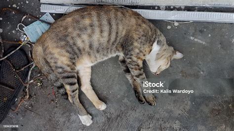 Pregnant Cat Sleeping In The Slum Yard Abandoned Atmosphere Stock Photo