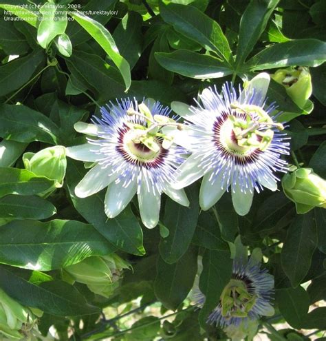 Plantfiles Pictures Passiflora Species Blue Passion Flower Hardy