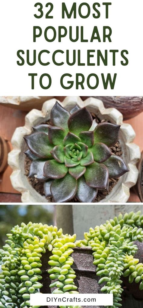 32 Most Popular Succulents To Grow Beginner Friendly Succulents