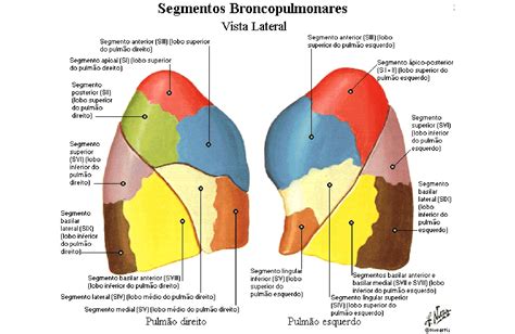 Pulmões Anatomia Papel E Caneta