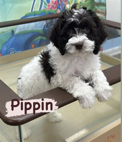 Puppies For Sale - Pawsome Pups