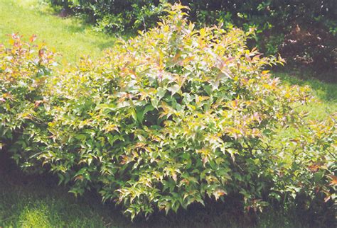 I planted this shrub about a year ago (from a rather small seedling i got from bluestone perennials). Dwarf Bush Honeysuckle (Diervilla lonicera) in Minneapolis ...