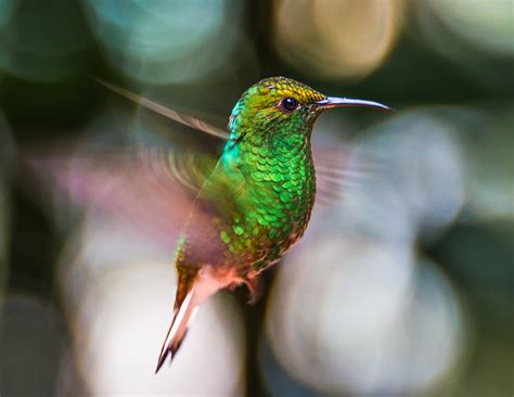 Learn about hummingbirds and the plants that will attract them to your garden. DragonsFaeriesElves&theUnseen : Attracting Hummingbirds to ...
