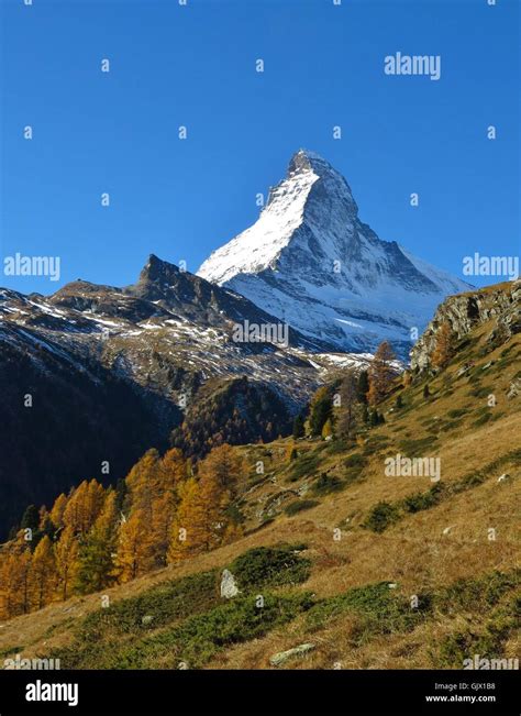 Autumn Landscape In Zermatt Snow Capped Matterhorn Golden Larch Trees