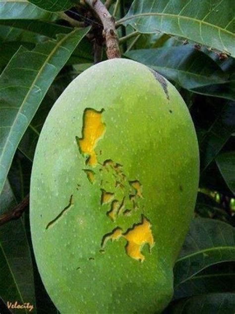 The Sweetest Mango In The World The Philippine Mango Manera Indica