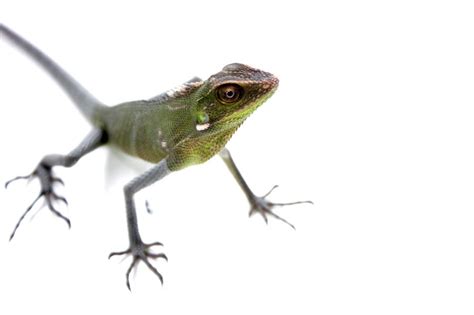 Lizard Chameleon Green Free Image Download