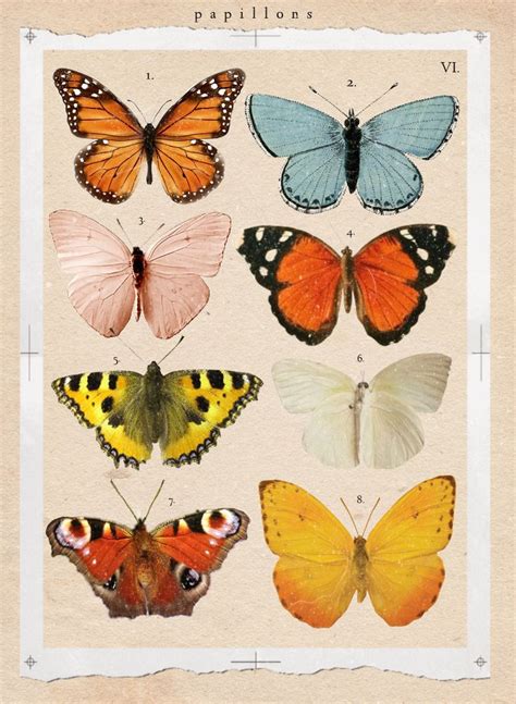 Vintage Butterfly Botanical Chart Art Print By Honey Lou Art X Small