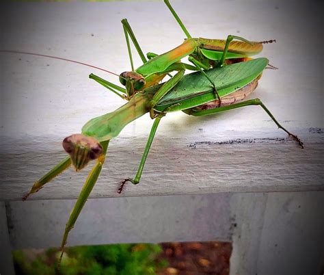 Can A Praying Mantis Lay Eggs Without Mating