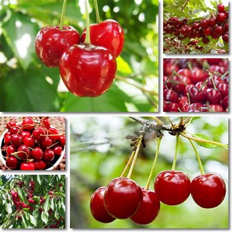 Check spelling or type a new query. ciliegie emicrania - Vitamine Proteine