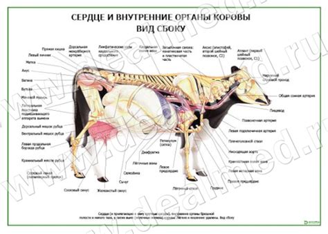 Сердце и внутренние органы коровы вид сбоку плакат ламинированный А1А2