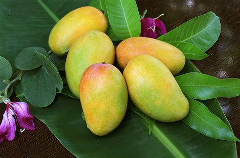 When Is Mango Season In USA World Ans