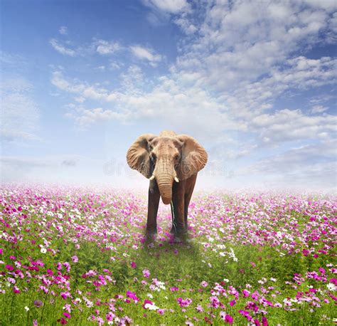 Elephant On Flower Field And Clouds Sky Stock Photo Image Of Mother
