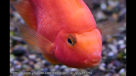 Ebay.com has been visited by 1m+ users in the past month Understanding the Parrot Cichlid - YouTube