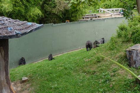 Gorilla Enclosure October 2016 Zoochat