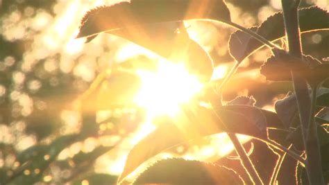 Early Morning Sun Comes Through Apple Stock Footage Video 100 Royalty