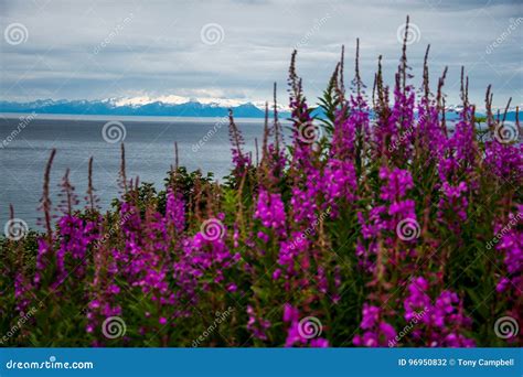 Fireweed And Lake In Alaska Stock Photo Image Of Water Wild 96950832