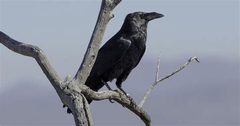 Chihuahuan Raven Identification All About Birds Cornell Lab Of