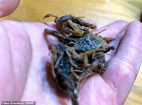 Teen Swaps Out Meat For Insects And Eats Grasshopper Burritos Grilled