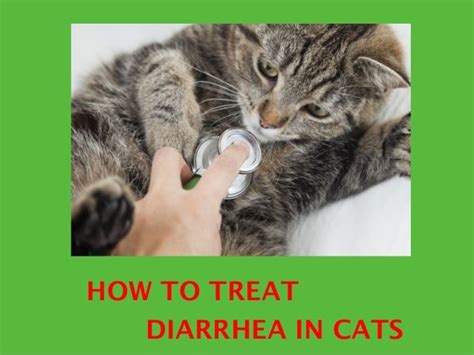 Diarrhea In Cats Causes Diagnosis Treatment And Prevention