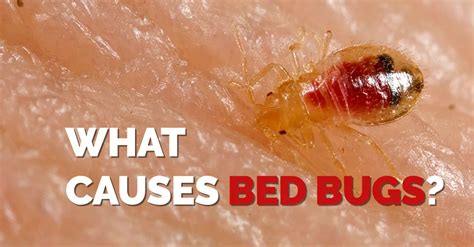 What Causes Bed Bugs And How To Get Rid Of Them